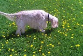 Setter point